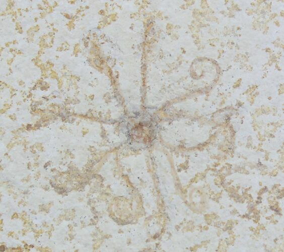 Floating Crinoid (Saccocoma) - Solnhofen Limestone #22458